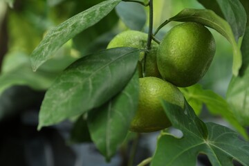 Unripe lemons growing on tree outdoors, closeup
