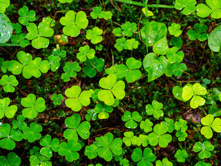 Top view on green shamrocks. Wood sorrel (Oxalis acetosella) closeup. Many trefoils. Water droplets on leaves after rain. Beautiful forest plants. Northern nature. Perfect for a natural background.