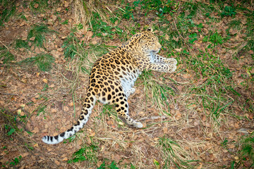Leopard in the Seaside safari Park sleeps on the ground.