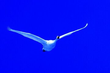 青空を飛ぶ白鳥