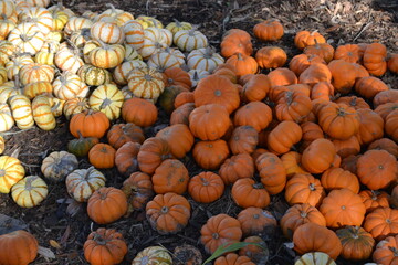 Plenty of mini pumpkins on a field