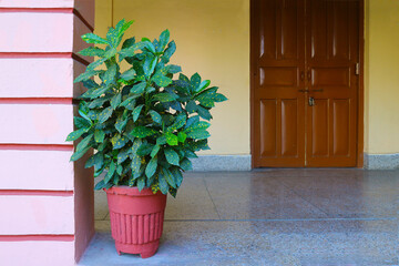 Tropical plant in a red ceramic pot near a pink wall on the background of a wooden door. Interior decoration of a room or corridor in a public building.