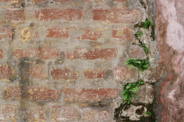 The old brick wall collapses from time to time and is covered with moss and vegetation from moisture.