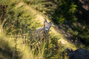 bighorn sheep on the hillside looks directly at camera