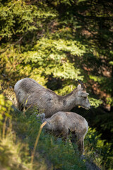 two bighorn sheep down a hill side in the forest