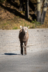 young bighorn sheep crossing a road