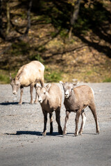 Obraz na płótnie Canvas two young bighorn sheep standing on the side of the road