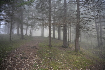 footpath in the woods, autumn day, fog, pine forest