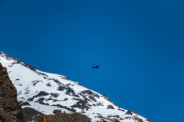 Cóndor (Vulture) flying in the sky near a mountain with snow looking for some food at Cajón del Maipo, Chile

