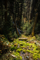 view down a wooded cliffside in banff national park