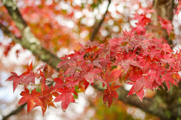 Red and gold autumn foliage on a Japanese maple tree in Arashiyama — Kyoto, Japan