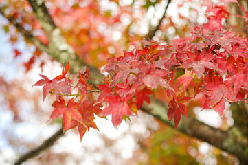 Red and gold autumn foliage on a Japanese maple tree in Arashiyama — Kyoto, Japan