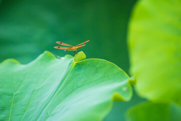 Lotuses and dragonfly, Lotus flower on the water
