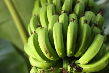 Unripe bananas growing on tree outdoors, low angle view. Space for text