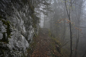  path in the mountain, fog in the forest, cold autumn day