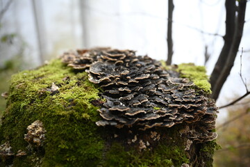 fungus on tree trunk