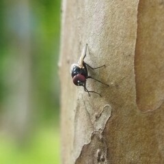 Flies Close Up In Outdoor