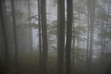 fog in the forest, cold autumn day