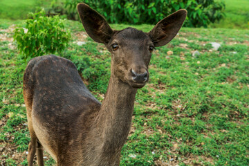 Naklejka na ściany i meble Beautiful deer on green grass in safari park
