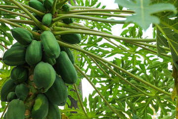 Obraz na płótnie Canvas Unripe papaya fruits growing on tree outdoors