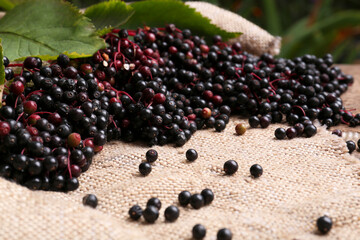 Tasty elderberries (Sambucus) on sack cloth, closeup