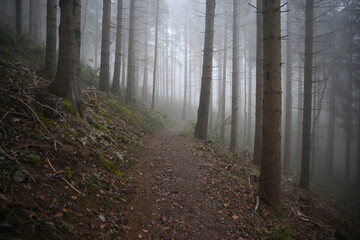 path in the woods, fog, autumn