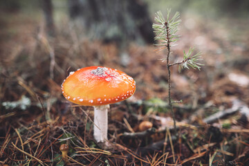 a beautiful red spotted amanita mushroom grows in the autumn forest.