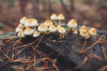 many poisonous mushrooms grow on tree stumps.