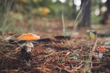 a beautiful red spotted amanita mushroom grows in the autumn forest.