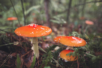 a beautiful red spotted amanita mushroom grows in the autumn forest.