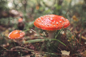 a beautiful red spotted amanita mushroom grows in the autumn forest.