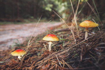 a beautiful red spotted amanita mushroom grows in the autumn forest.