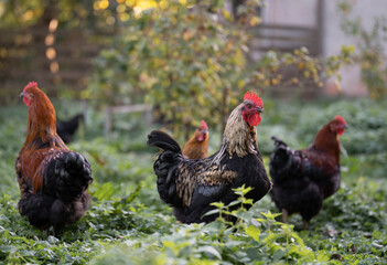 beautiful chickens and roosters outdoors in the yard.