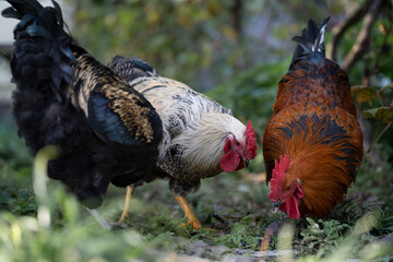 beautiful chickens and roosters outdoors in the yard.