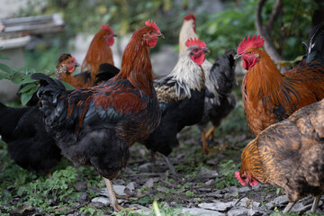 beautiful chickens and roosters outdoors in the yard.