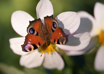 close-up of a butterfly pollinating a flower, collecting pollen.