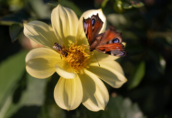 close-up of a butterfly and a bee pollinating a flower together.