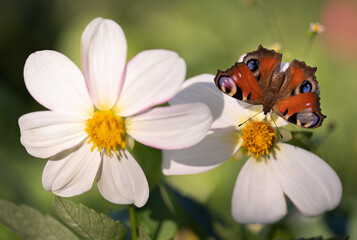 close-up of a butterfly pollinating a flower, collecting pollen.