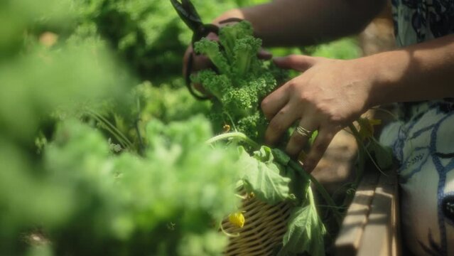 Woman putting fresh cut leafy green vegetables into the basket. Slow motion, shallow depth of field, close up. 
