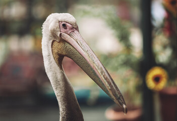 a beautiful pelican on a city street walks down the street.