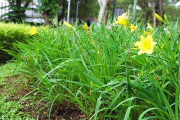 Yellow flowers of daylily cultivar Stella de Oro in the garden