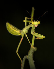 Mantis al acecho