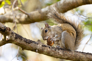 Naklejka na ściany i meble Eastern gray squirrel (Sciurus carolinensis) eating a nut in Sarasota, Florida