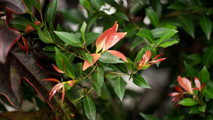 Syzygium australe in a house garden