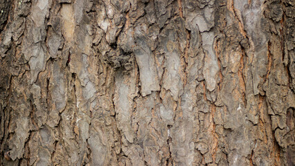 Giant natural tree bark texture