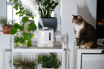 Cute cat pet sits near turned on air humidifier in apartment among green houseplants. Air...