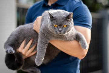 Man Holding British Shorthair Gray Cat. British Blue.