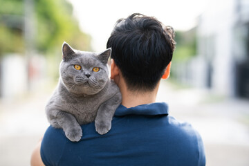 Man Holding British Shorthair Gray Cat. British Blue.