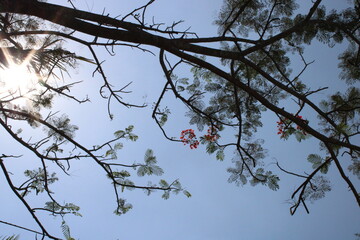 branches of a tree against the sky.