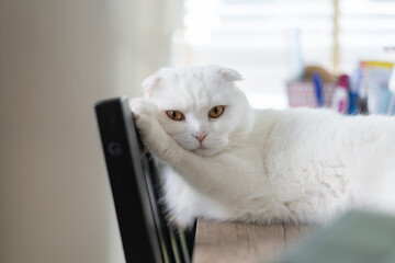 Beautiful Scottish fold white cat lying on wooden table and looking at camera.